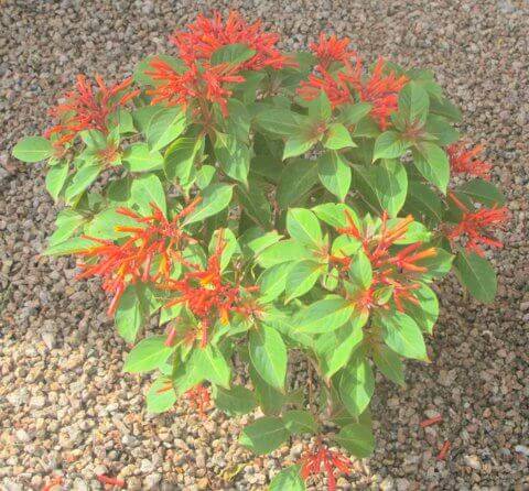 Hamelia patens is the July Plant of the Month!