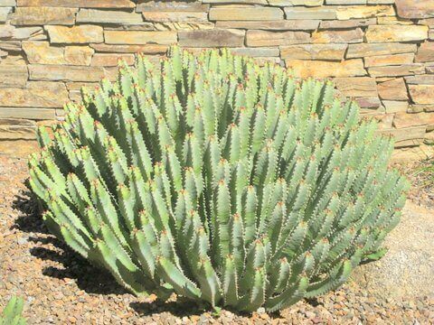 Euphorbia resinifera is the August Plant of the Month!