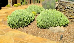 Euphorbia resinifera, Moroccan mound-002