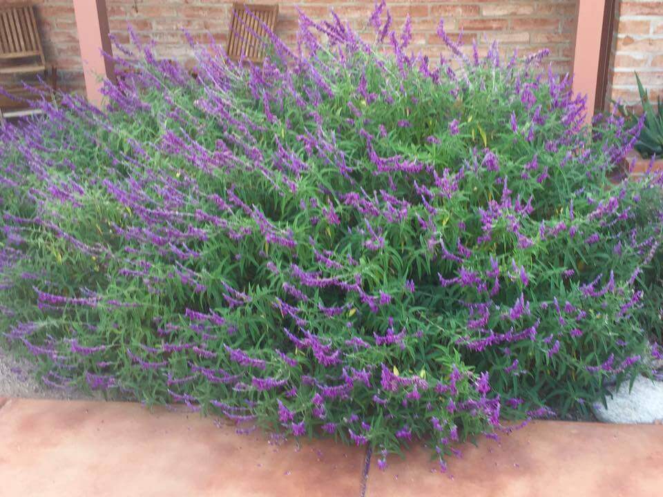 Salvia leucantha is the November Plant of the Month!