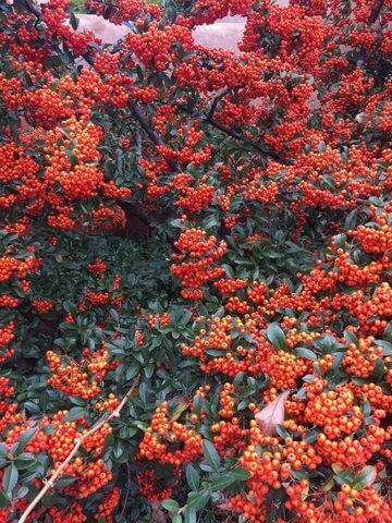 Pyracantha coccinea is the December Plant of the Month!
