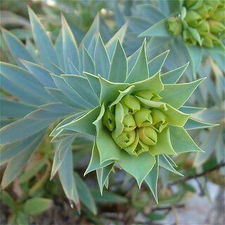 Euphorbia rigida is the February Plant of the Month!