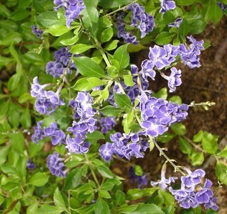 Sky flower is the Plant of the Month!