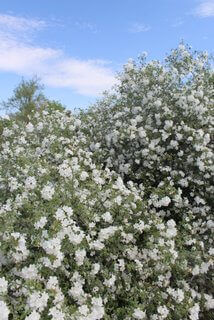 Cordia Parvifolia is the Plant of the Month!