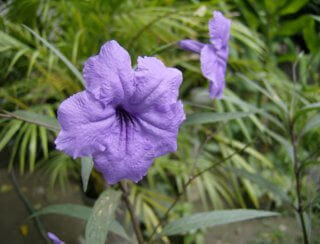 Ruellia tweediana is the Plant of the Month!