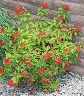 Hamelia patens is the Plant of the Month!