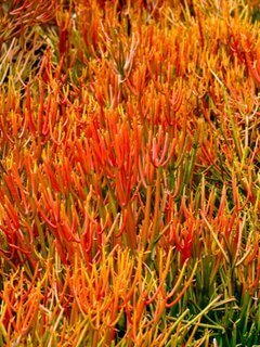 Euphorbia tirucalli is the Plant of the Month!