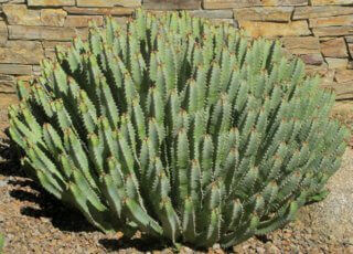 Euphorbia resinifera is the Plant of the Month!