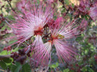 The Fairy Duster is the Plant of the Month!