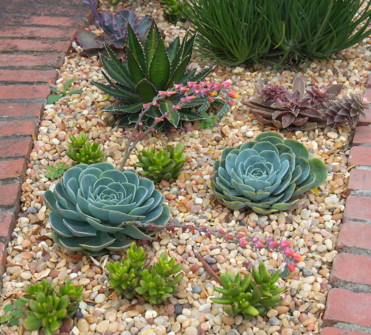 How to Maintain a Low-Water Landscape
