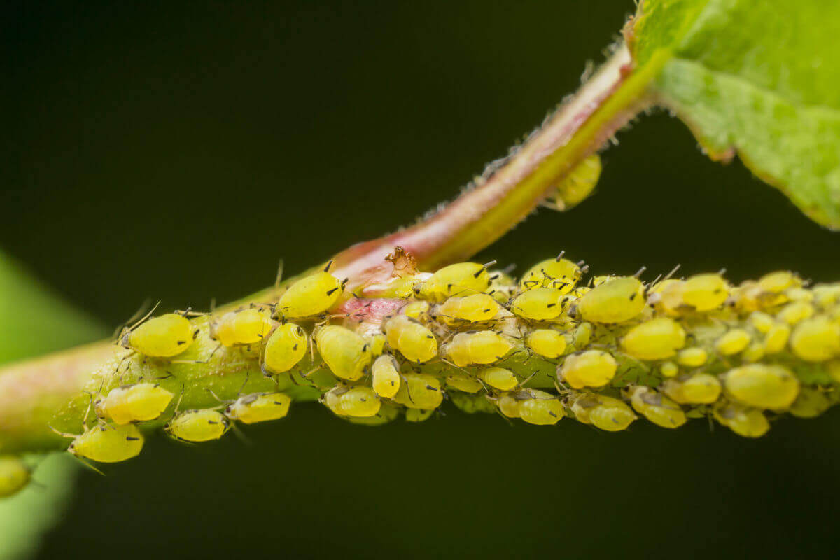 Insects that May Plague Your Tucson Yard
