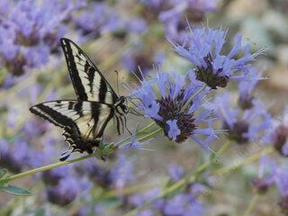Salvia clevelandii is the Plant of the Month!