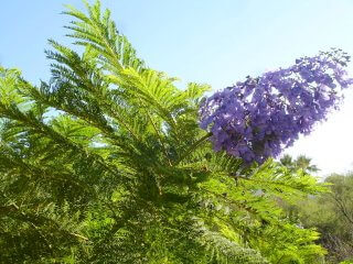 Jacaranda is the Plant of the Month!