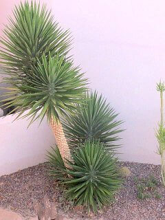 Yucca Aloifolia is the Plant of the Month!