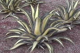 Agave americana is the Plant of the Month!