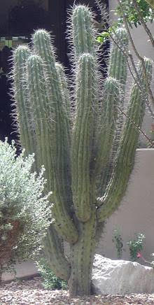 Stetsonia coryne is the Plant of the Month!