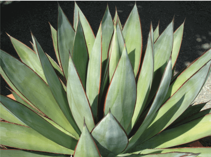 Agave ‘Blue Glow’