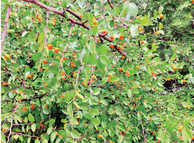 Celtis ehrenbergiana