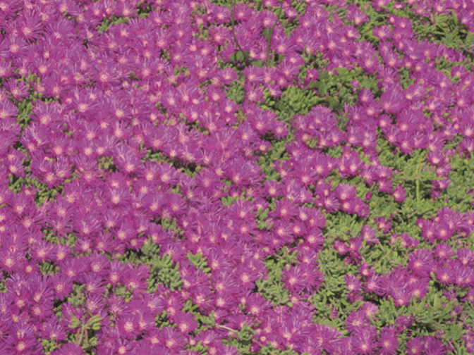 Delosperma cooperi