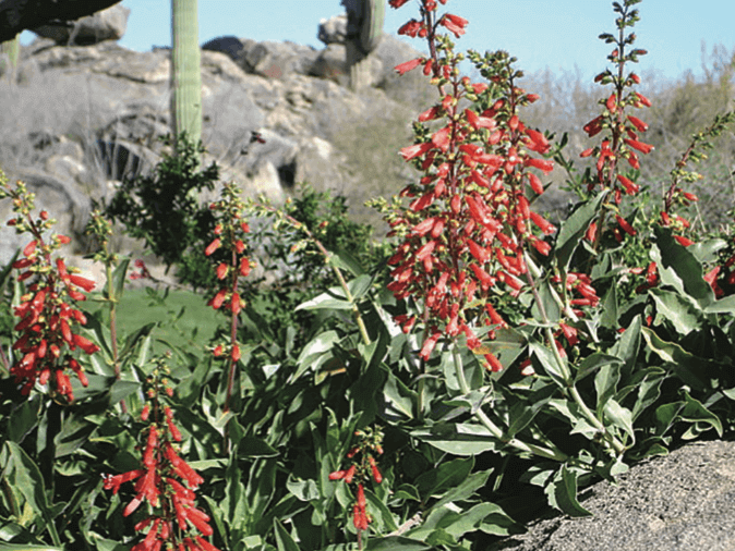 Firecracker Penstemon