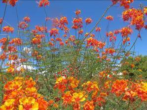 Caesalpinia pulcherrima, Red bird of Paradise