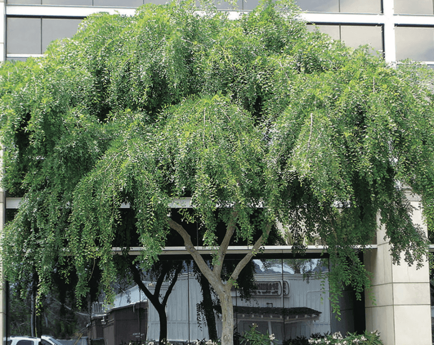 Ask An Arborist: How to Keep Trees Healthy in Tucson