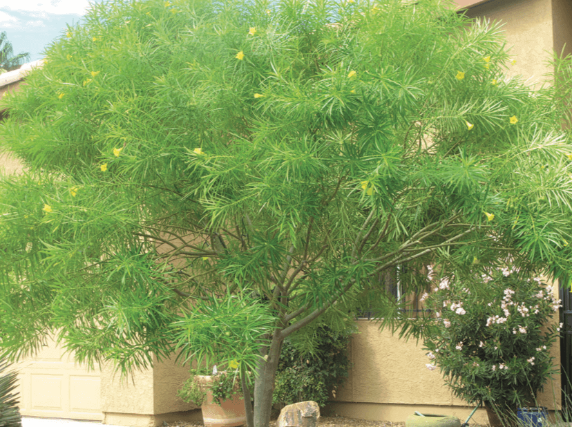 Cascabela thevetia Yellow Oleander, Lucky Nut