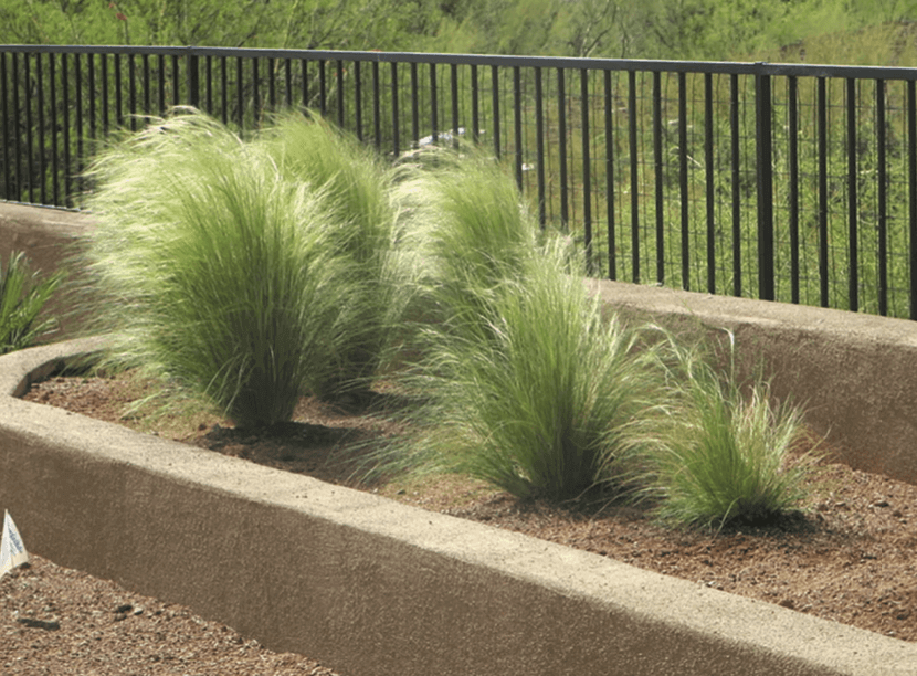 Stipa tenuissima – Mexican Feather Grass Ornamental grass