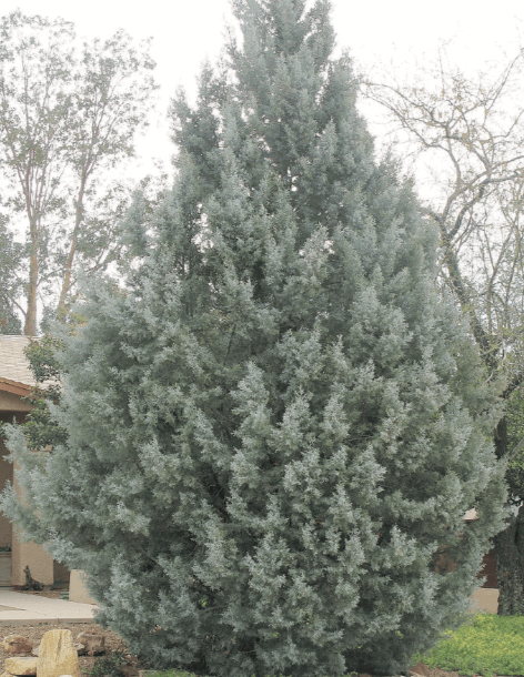 Cupressus arizonica – Arizona Cypress Large-sized tree