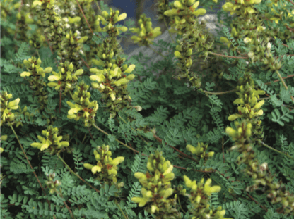 Dalea capitata – Lemon Dalea