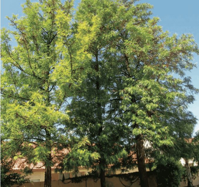 Grevillea robusta – Silk Oak Tree Large-sized tree