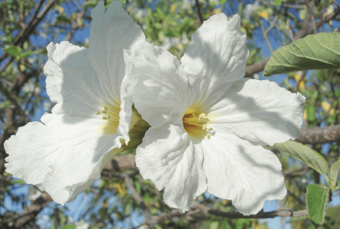 Cordia boissieri – Texas Olive Medium-sized tree