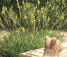 Bulbine frutescens – Shrubby Bulbine Groundcover