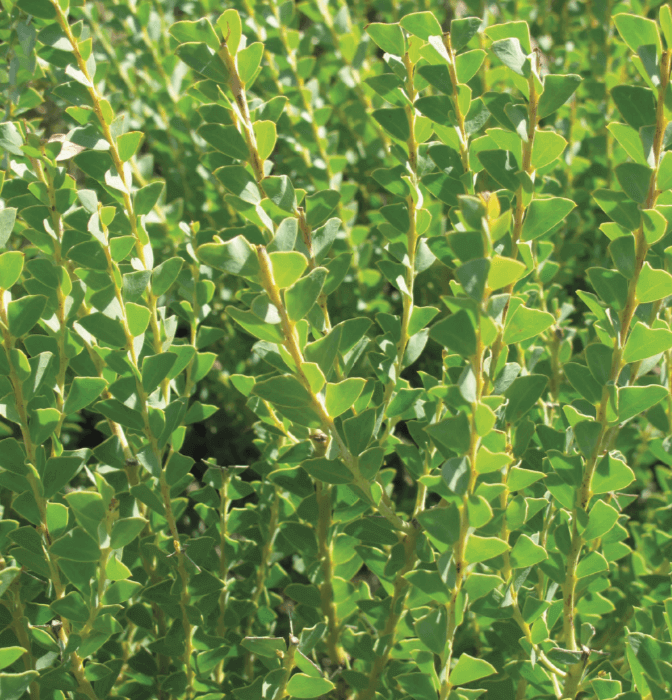 Acacia cultriformis – Knifeleaf Acacia Small to medium-sized tree