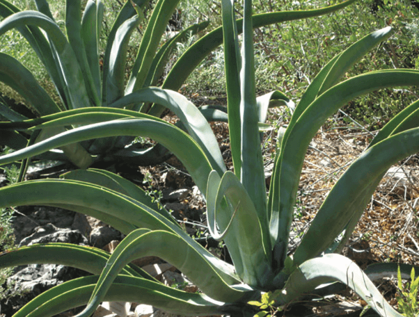 Agave vilmoriniana, Octopus Agave