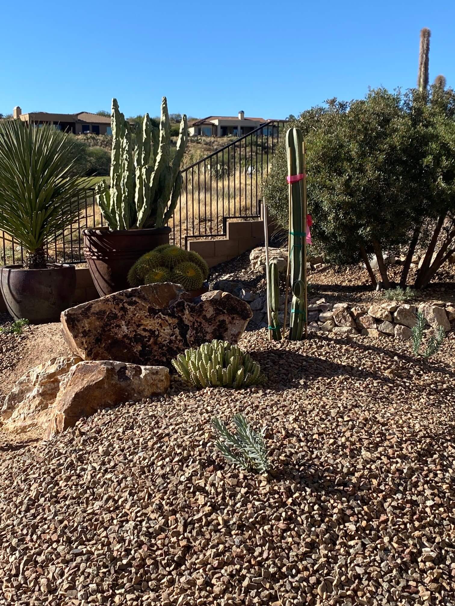 Drought-Proof Your Yard: Top Southwest Landscaping Ideas for Tucson Summers