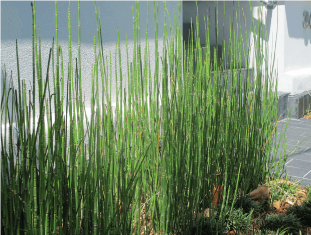 Equisetum hyemale Horsetail, Scouring Rush Small-medium, perennial shrub