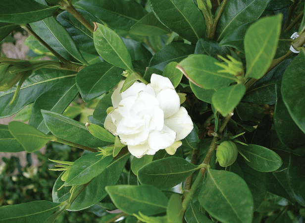 Gardenia jasminoides Gardenia, Cape Jasmine Medium-sized shrub
