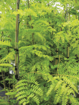Gleditsia triacanthos var. inermis