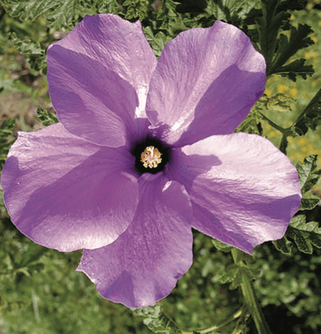 Alyogyne huegelii, Blue Hibiscus Medium- to large-sized shrub