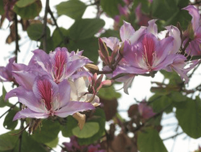 Phanera purpurea and Phanera variegata – Purple and White Orchid Trees medium-sized tree