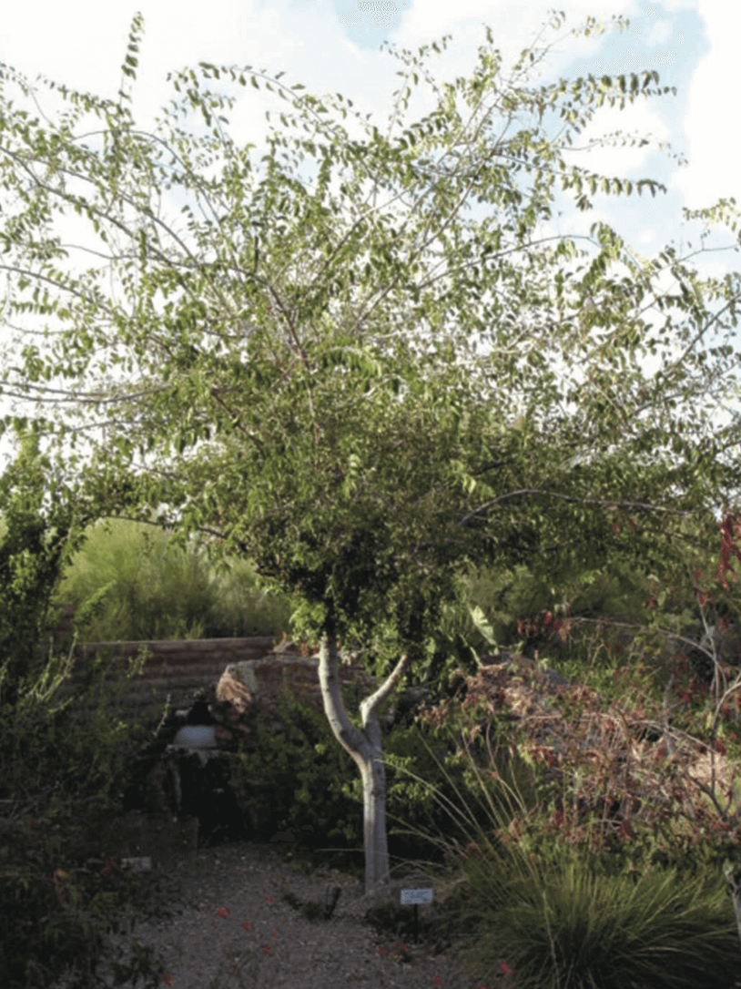 Celtis laevigata var. reticulata – Netleaf Hackberry