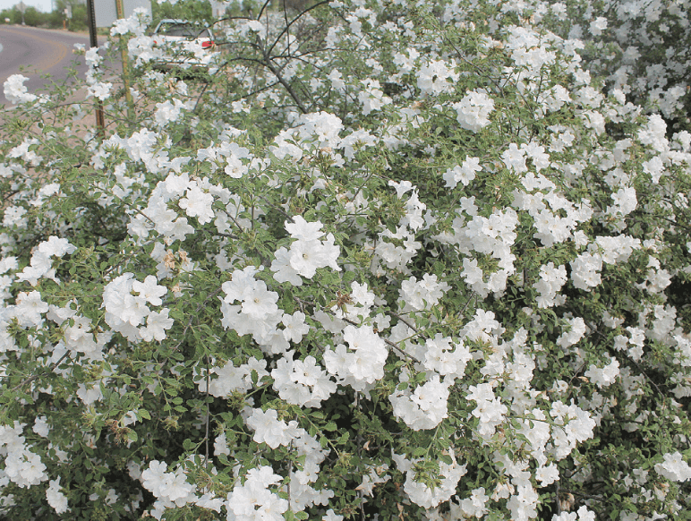 Little-Leaf Cordia, Cordia parvifolia – Medium-sized shrub