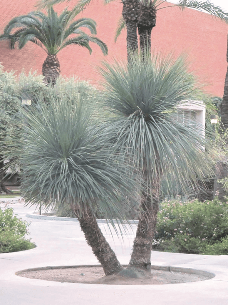 We’ve Been Designing Tucson’s Landscaping for 40+ Years