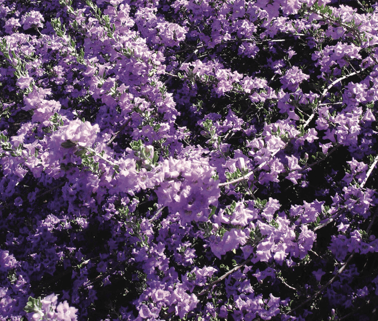 Chihuahuan Sage, Leucophyllum laevigatum – Medium-sized shrub