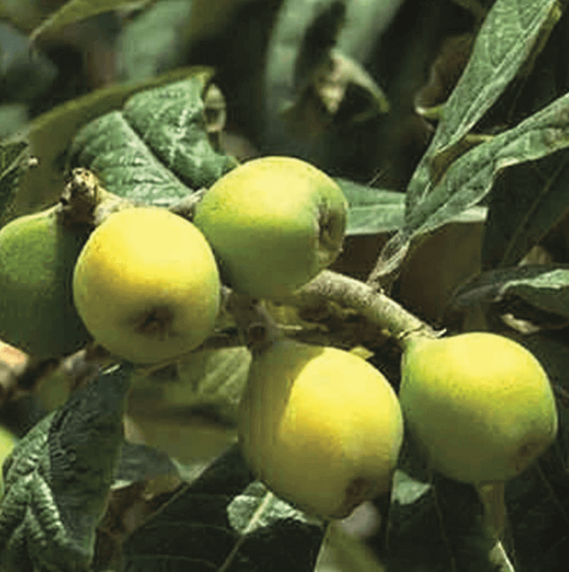 Loquat, Japanese Plum Medium-sized tree (Eriobotrya japonica)