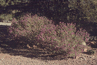 Black Dalea – Dalea frutescens (Small-sized shrub)