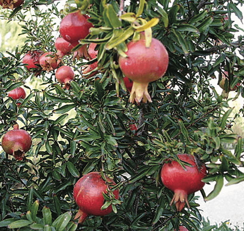 Pomegranate and Dwarf Pomegranate Large-medium-sized shrub (Punica granatum or Punica granatum ‘Nana’,)