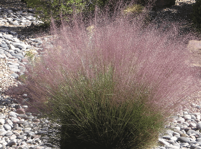 Mist Grass Ornamental grass (Muhlenbergia capillaris ‘Regal Mist’ Gulf Muhlygrass)
