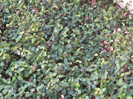 Star Jasmine Groundcover , Trachelospermum asiaticum